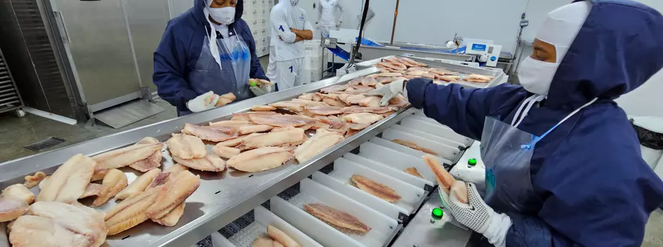 MEDIDA ACERTADA ][ Minas Gerais tributa tilápia do Vietnã para proteger setor
